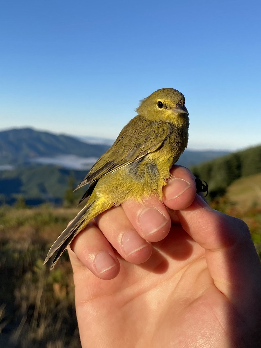 Orange-crowned Warbler (lutescens) - ML642089177