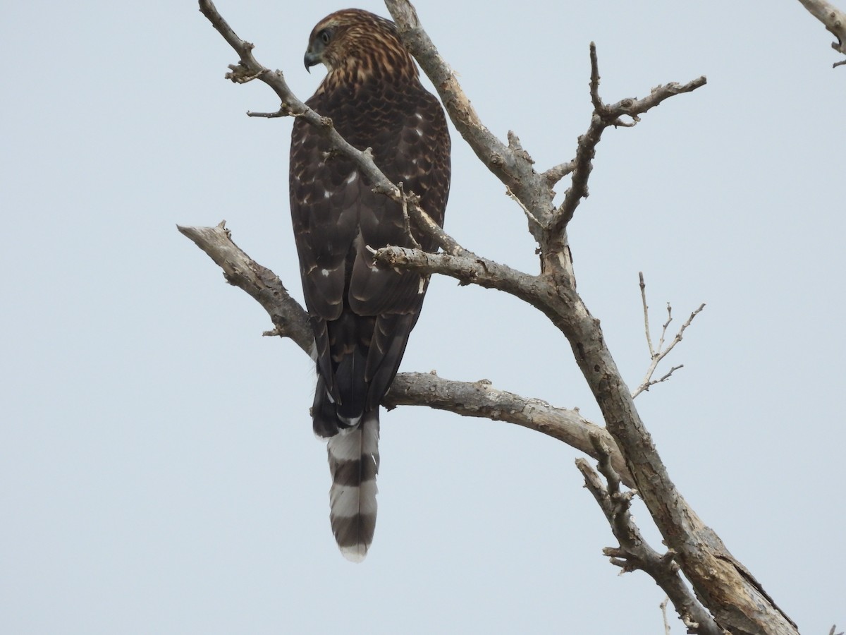 Cooper's Hawk - ML642089179