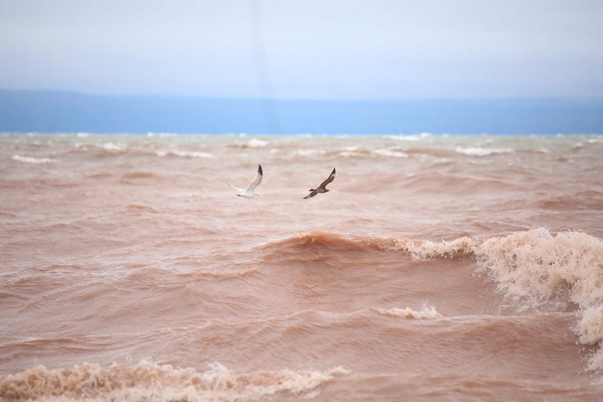 Parasitic Jaeger - ML642089186
