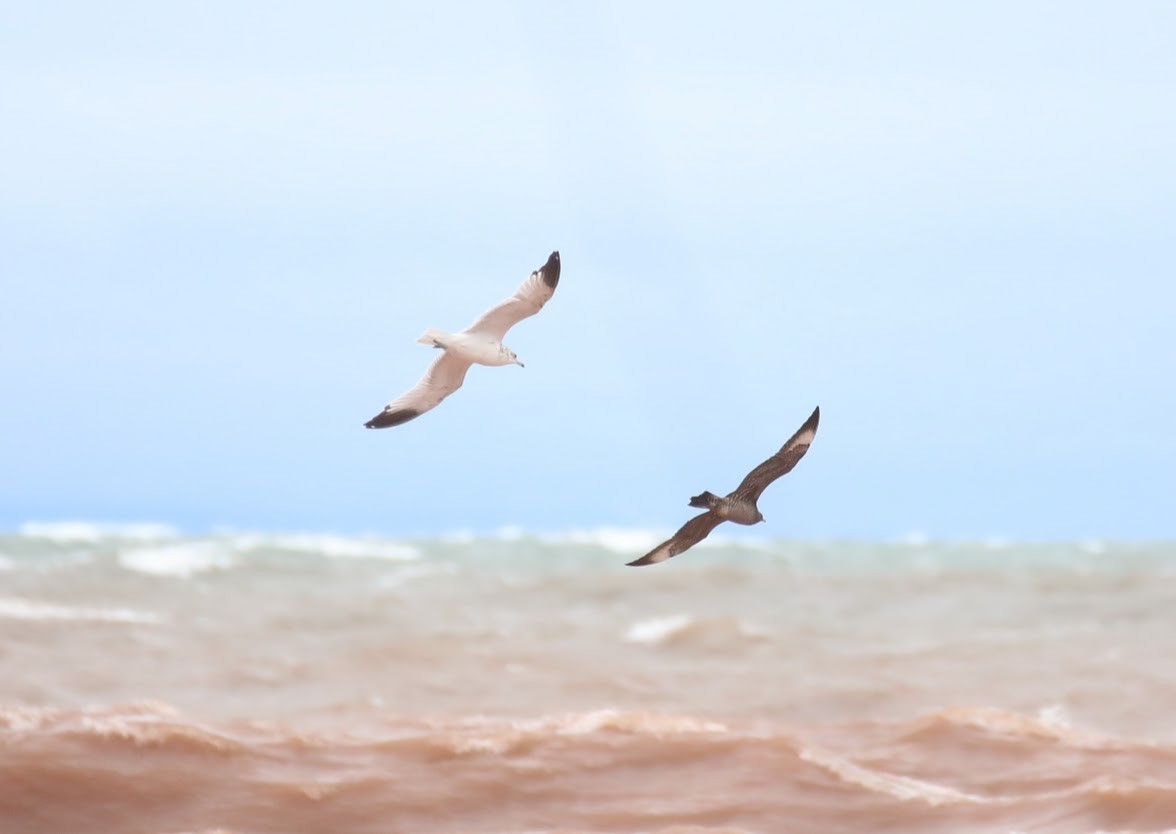 Parasitic Jaeger - ML642089187