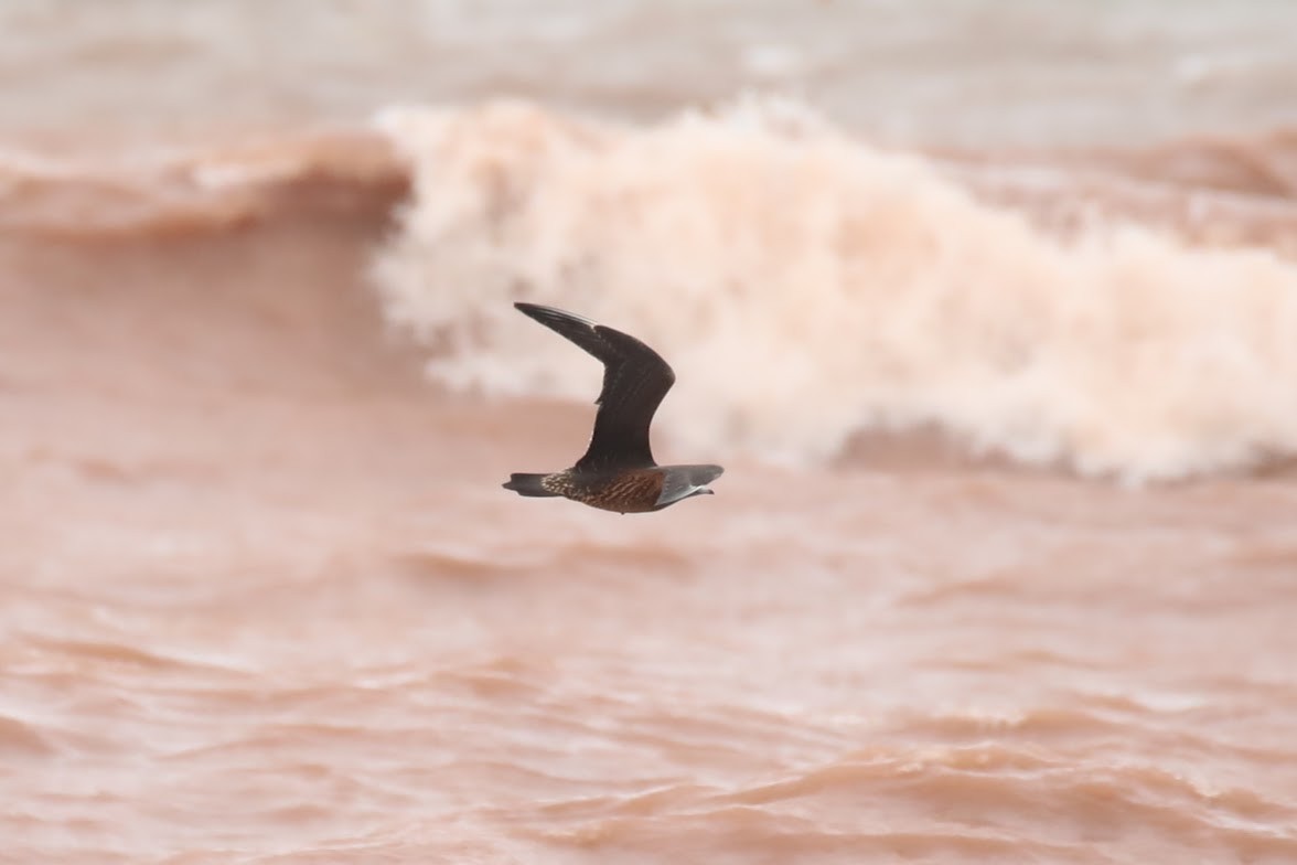 Parasitic Jaeger - ML642089188