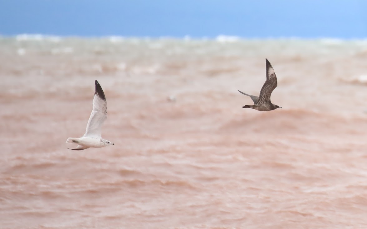 Parasitic Jaeger - ML642089189