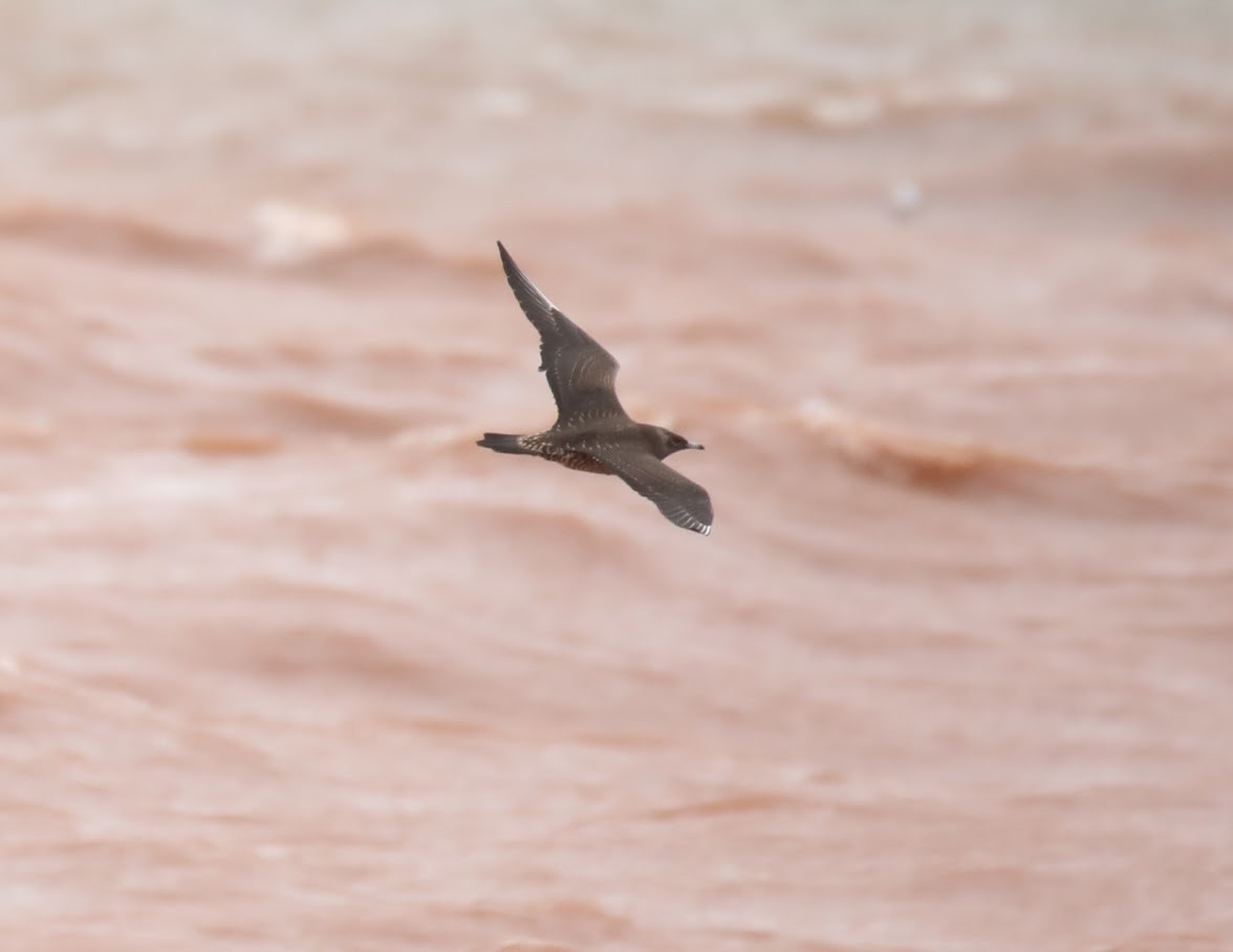 Parasitic Jaeger - ML642089190