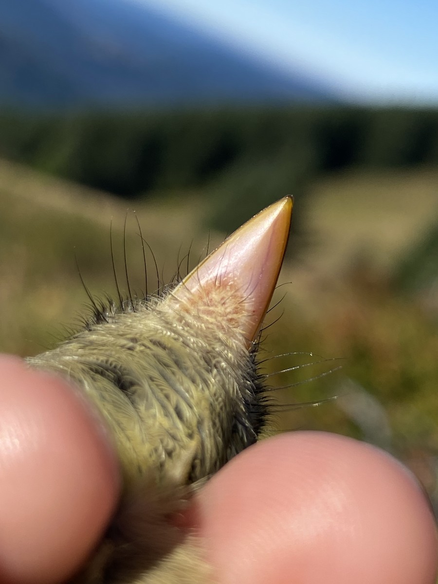 Western Flycatcher - ML642089192