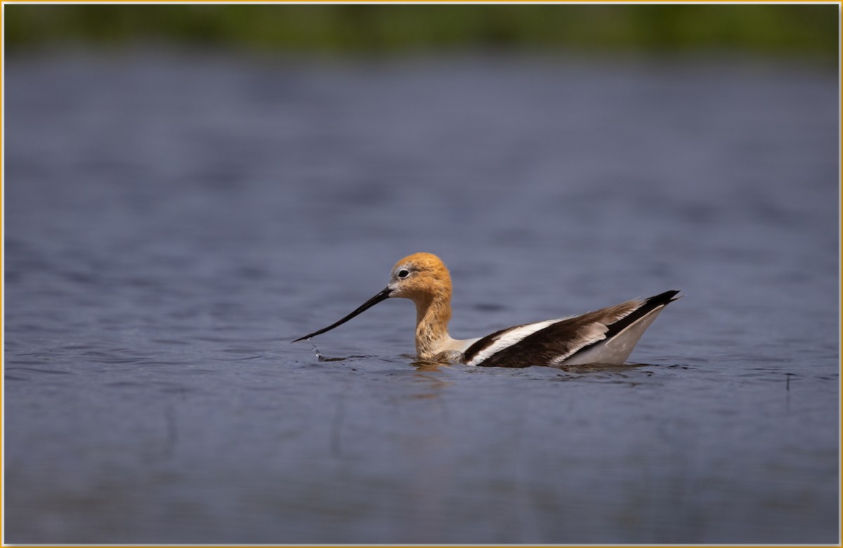 American Avocet - ML642089193