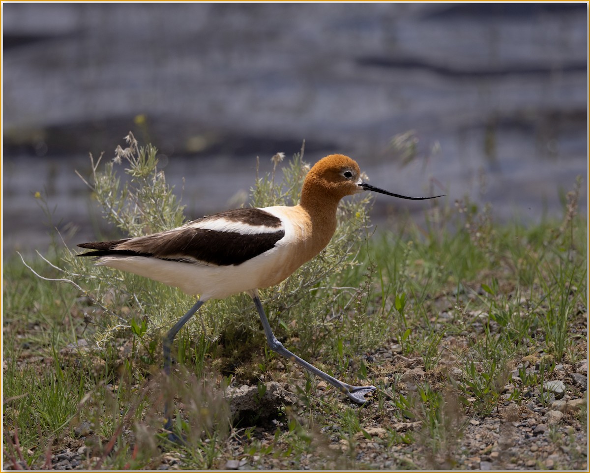 American Avocet - ML642089194