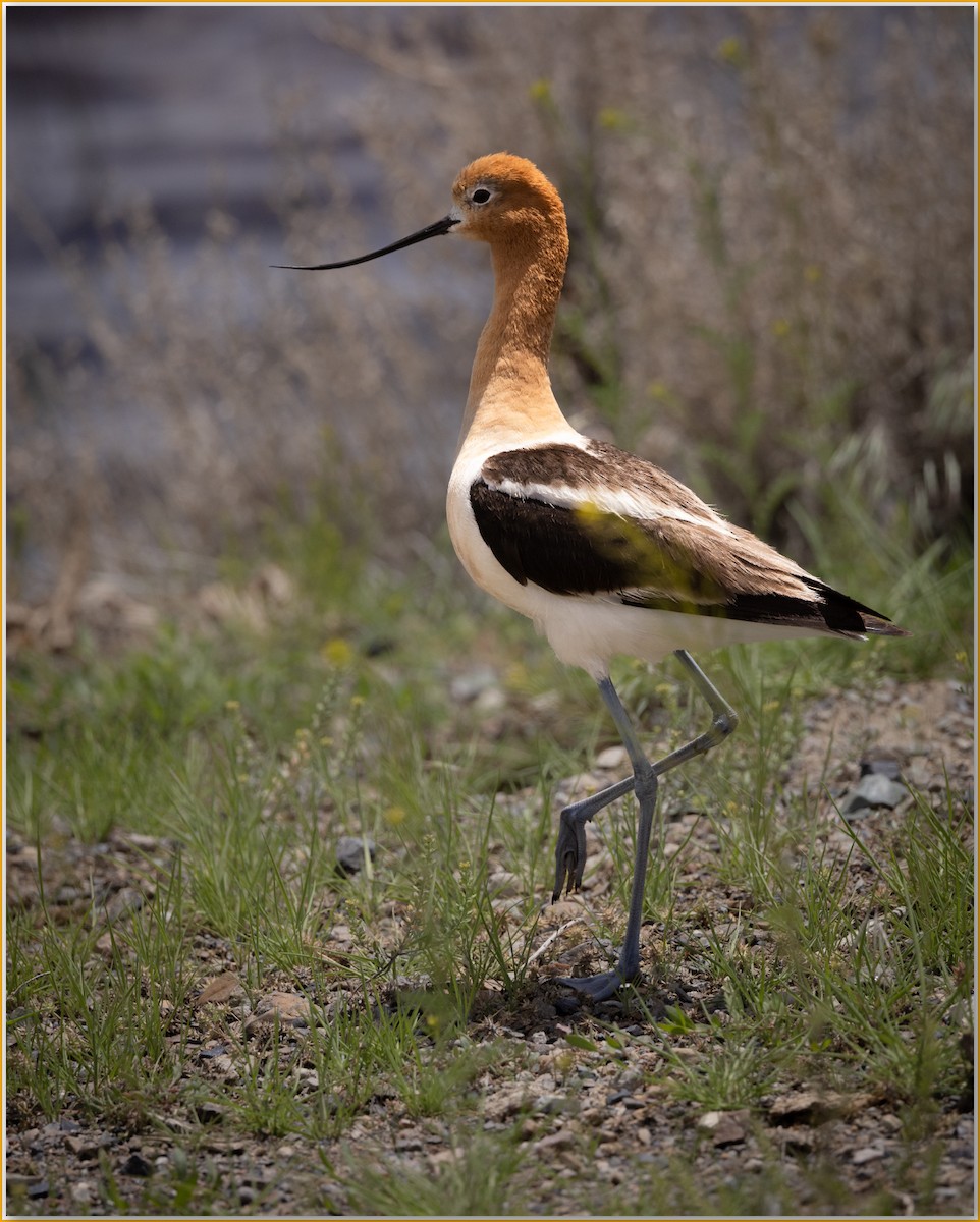 American Avocet - ML642089196
