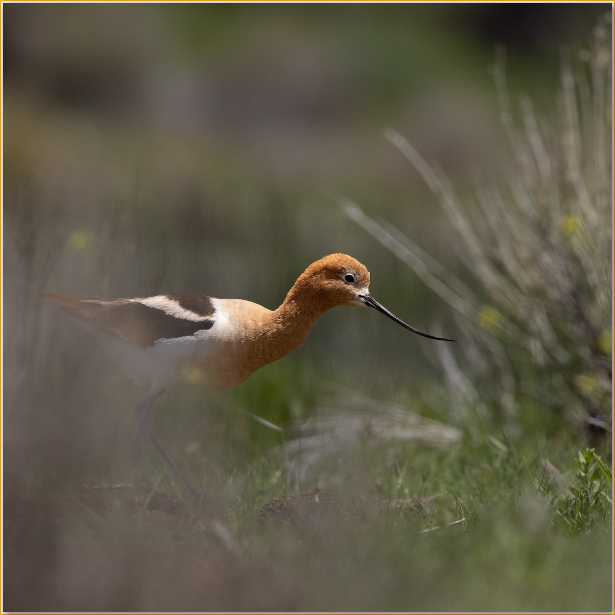 American Avocet - ML642089197