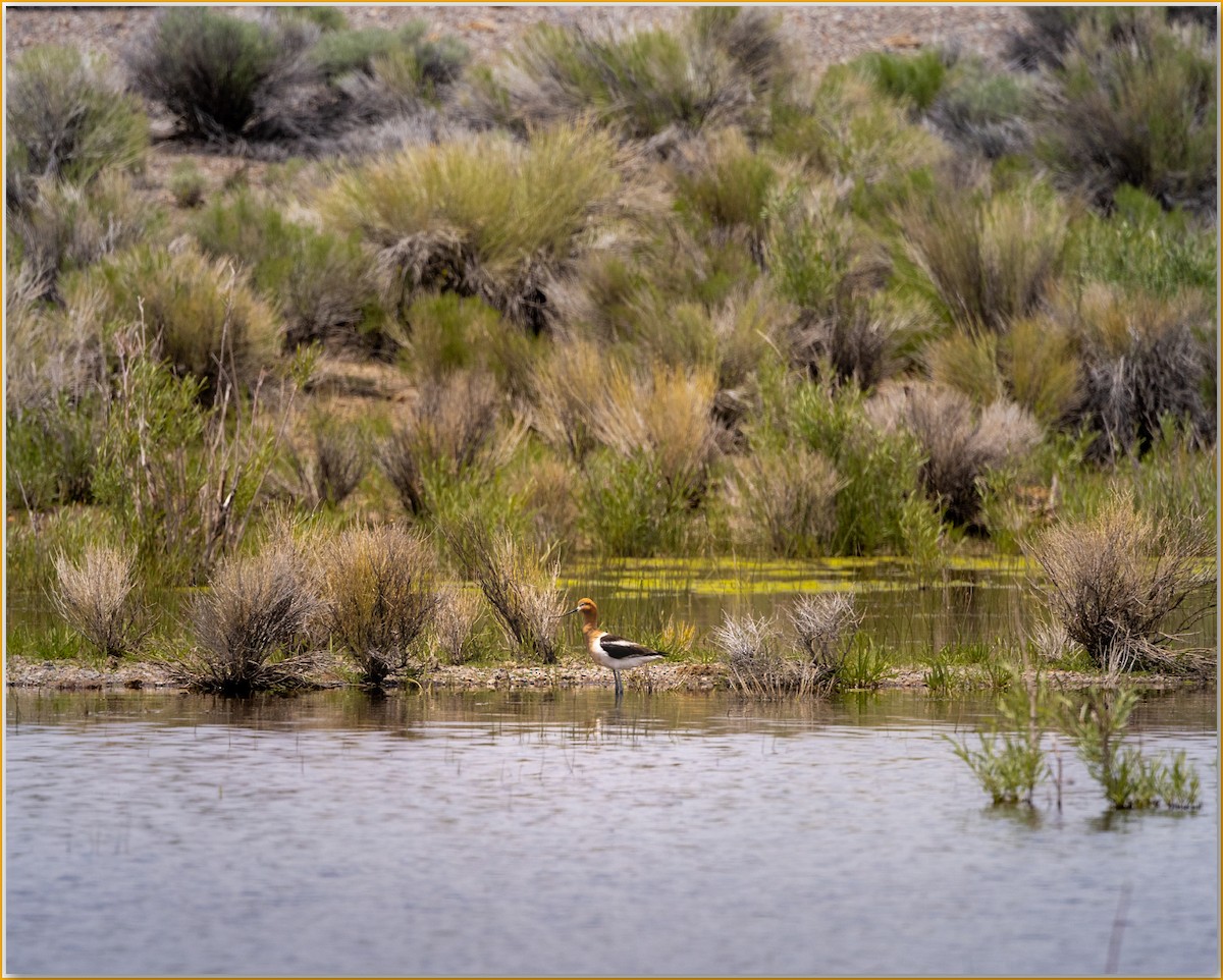 American Avocet - ML642089198