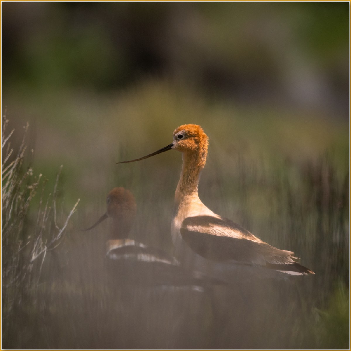 American Avocet - ML642089199