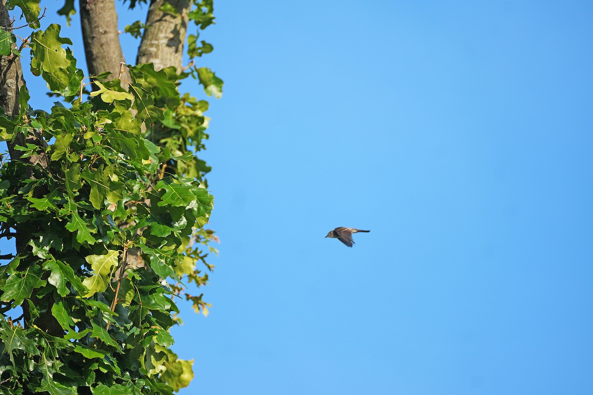 Eastern Wood-Pewee - ML642089200