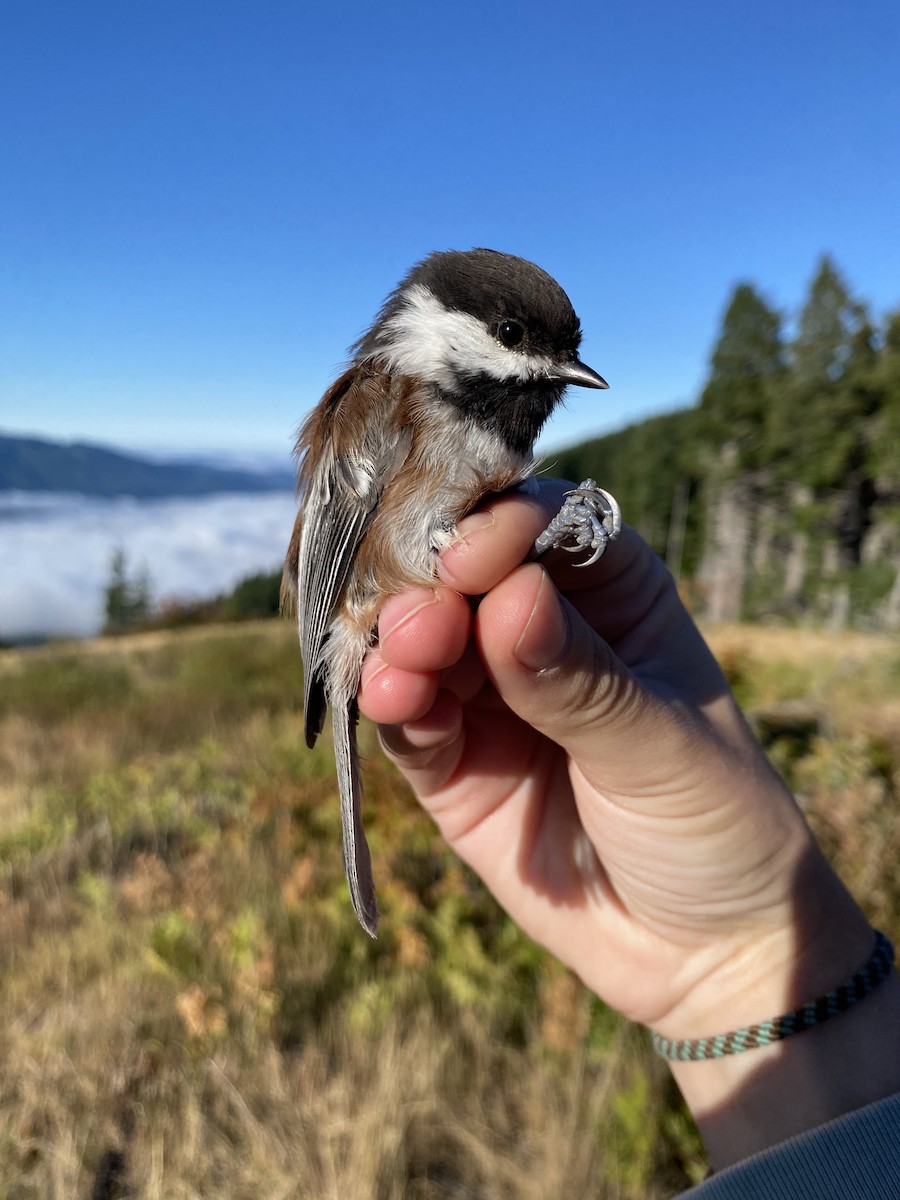 Chestnut-backed Chickadee - ML642089209