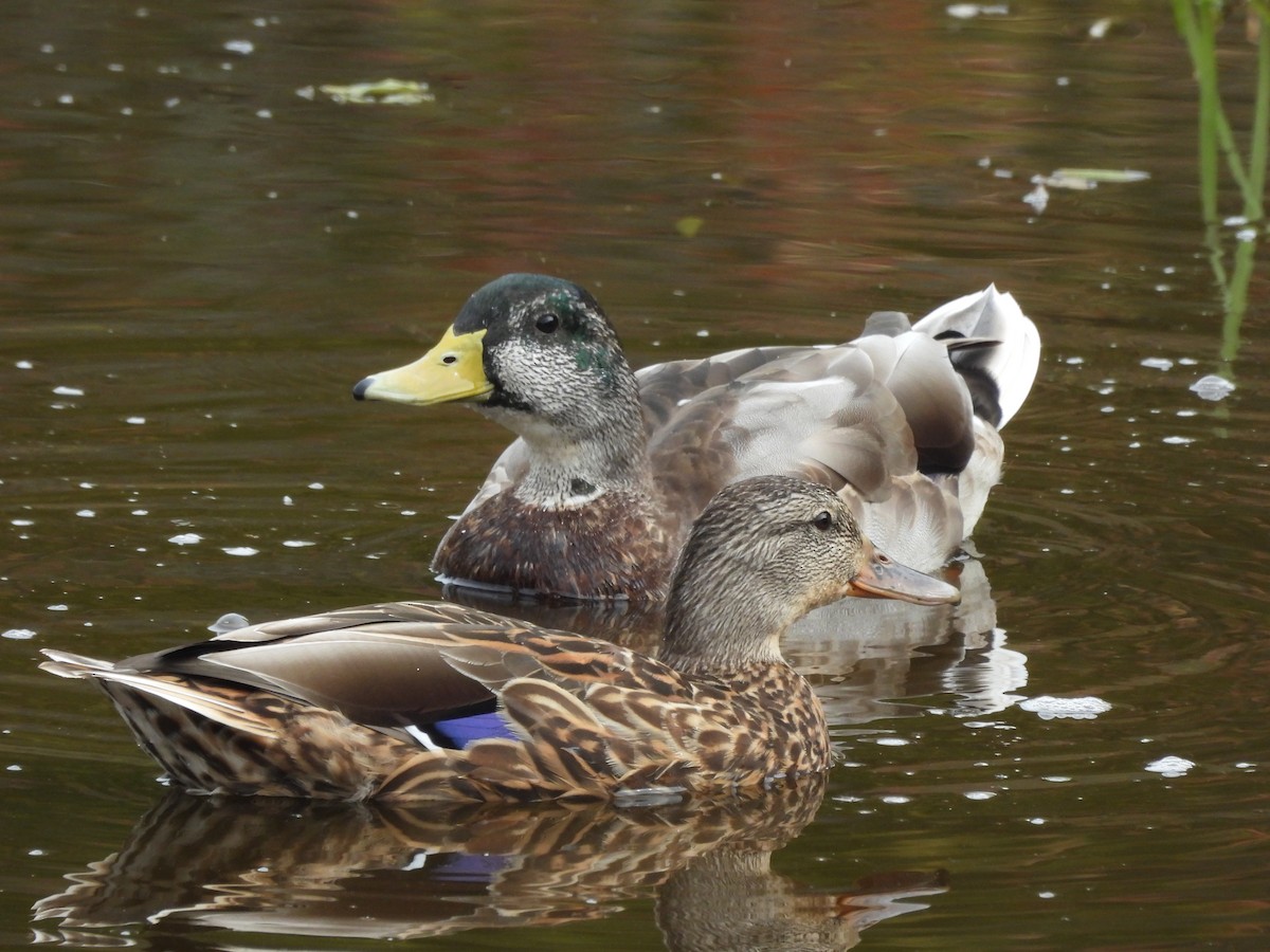 Mallard - ML642089215