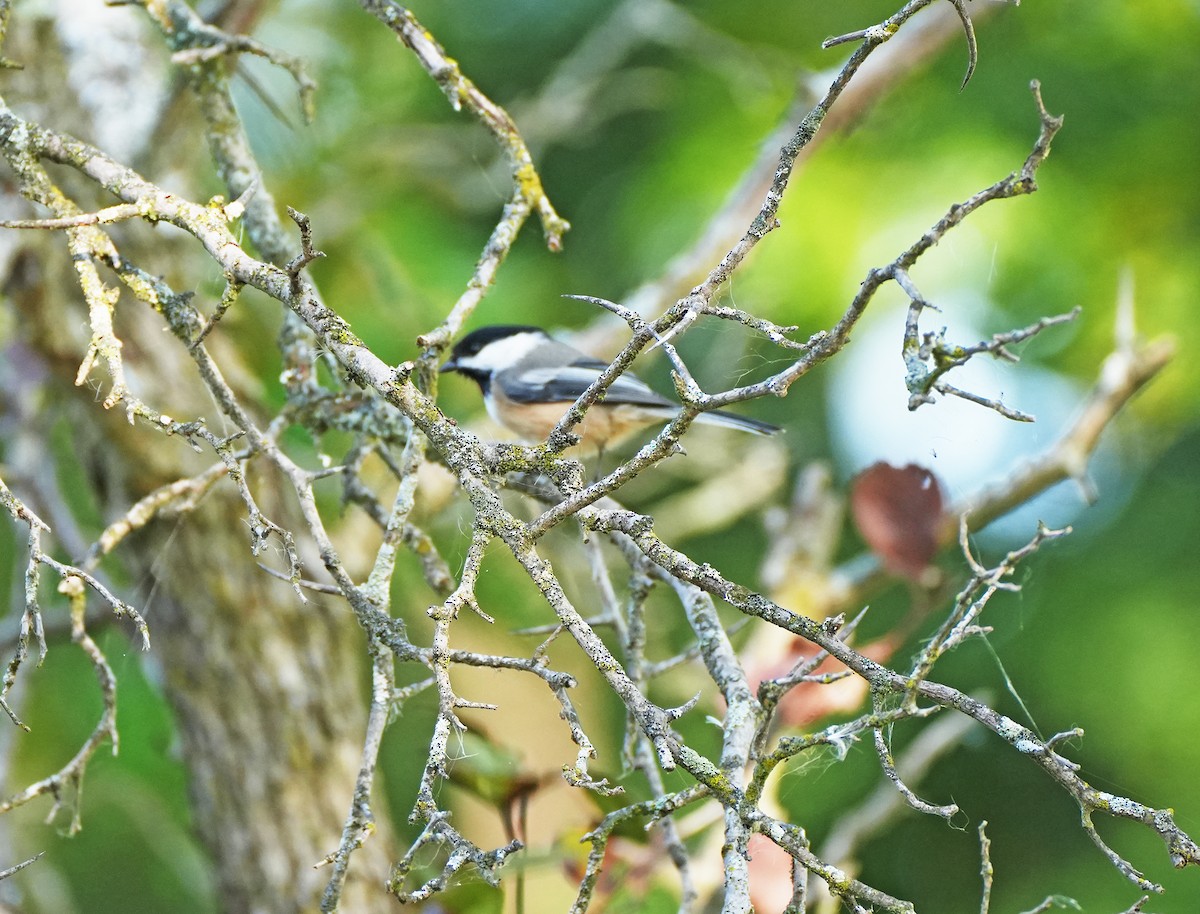 Black-capped Chickadee - ML642089217