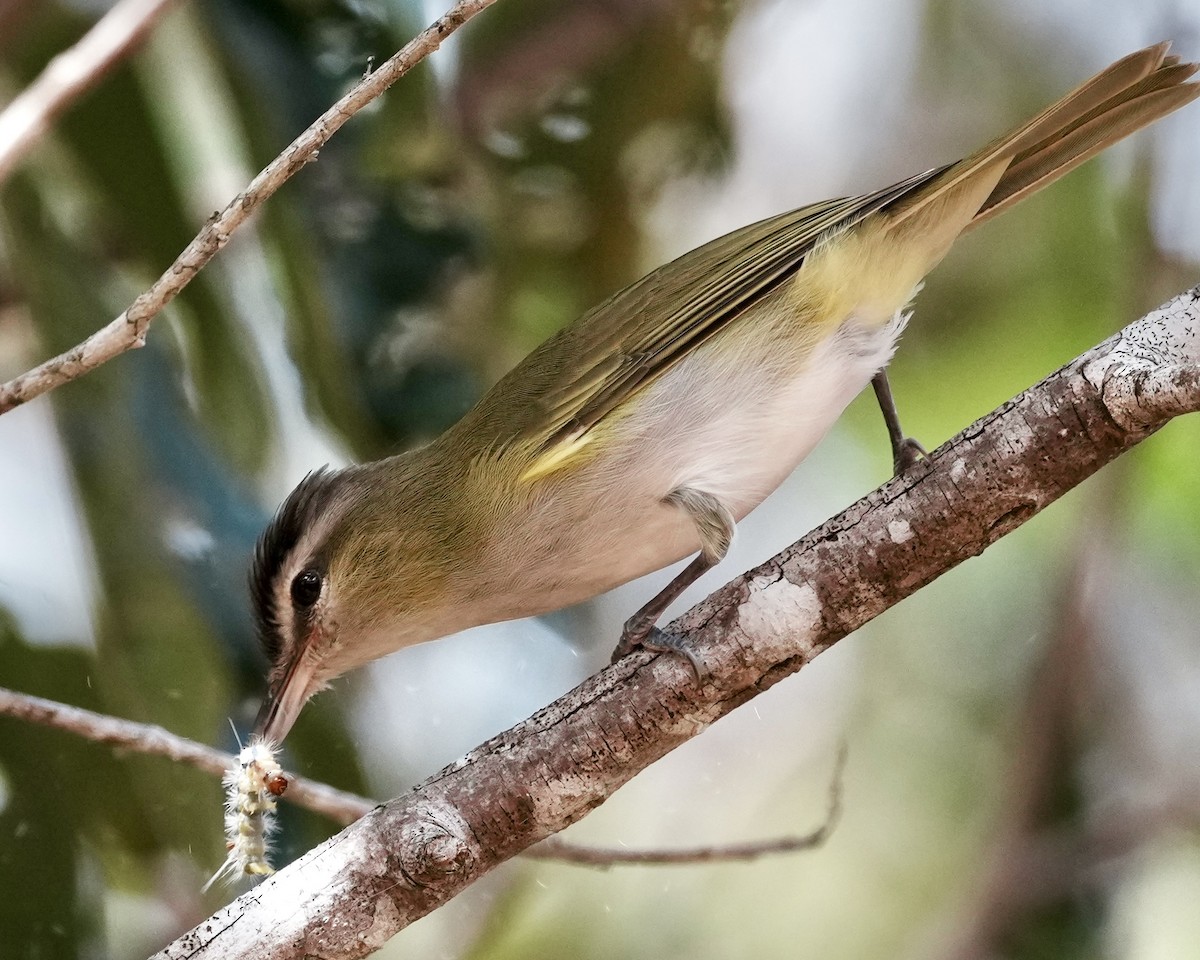 Chivi Vireo - ML642089218