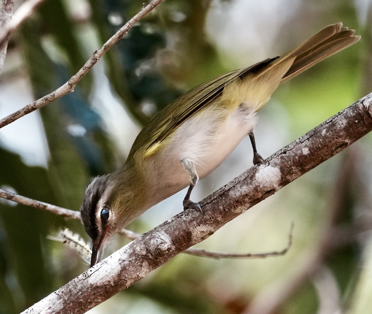 Chivi Vireo - ML642089221