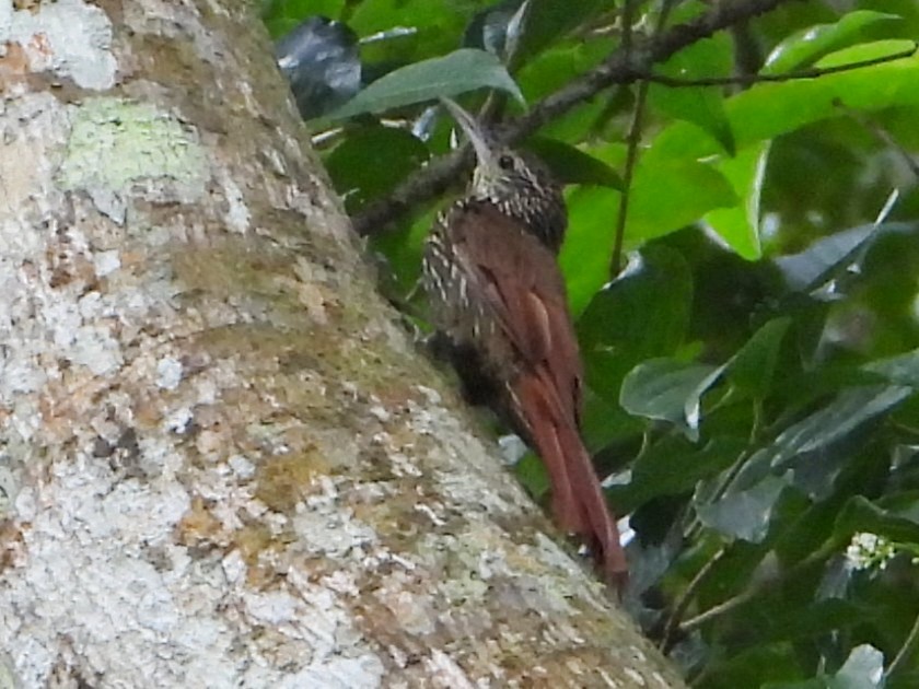Streak-headed Woodcreeper - ML642089224
