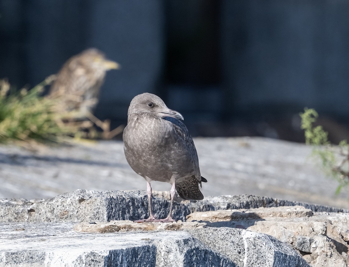 American Herring Gull - ML642089231