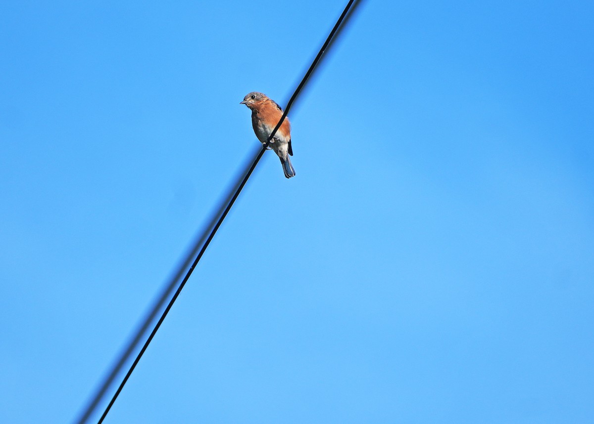 Eastern Bluebird - ML642089237