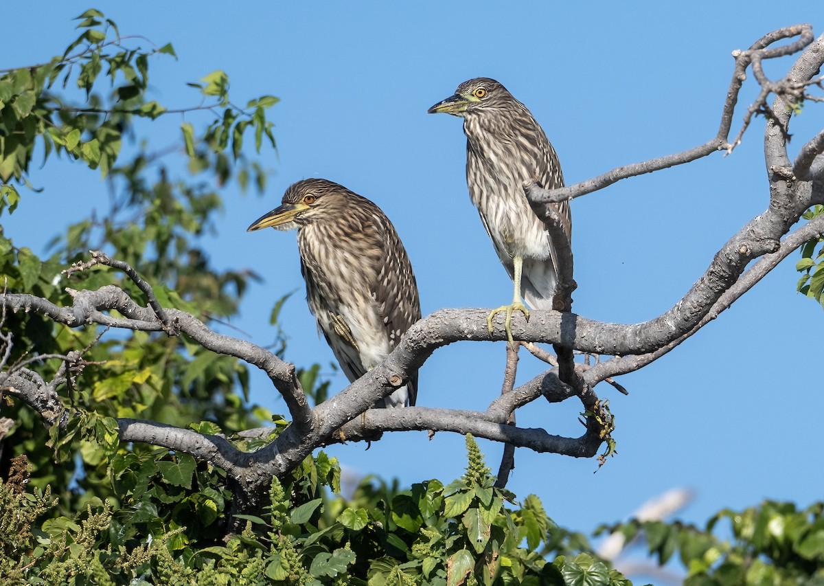 Black-crowned Night Heron - ML642089242