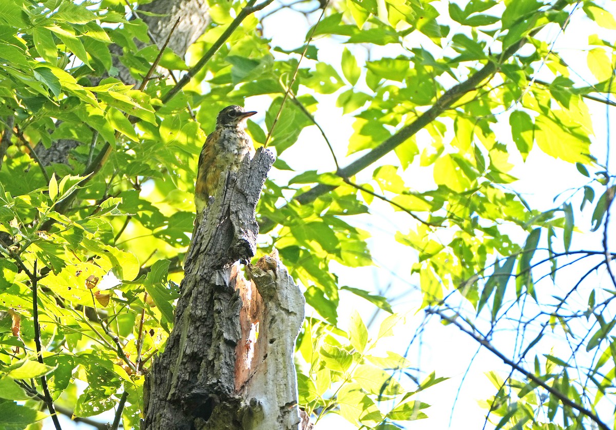 American Robin - ML642089243
