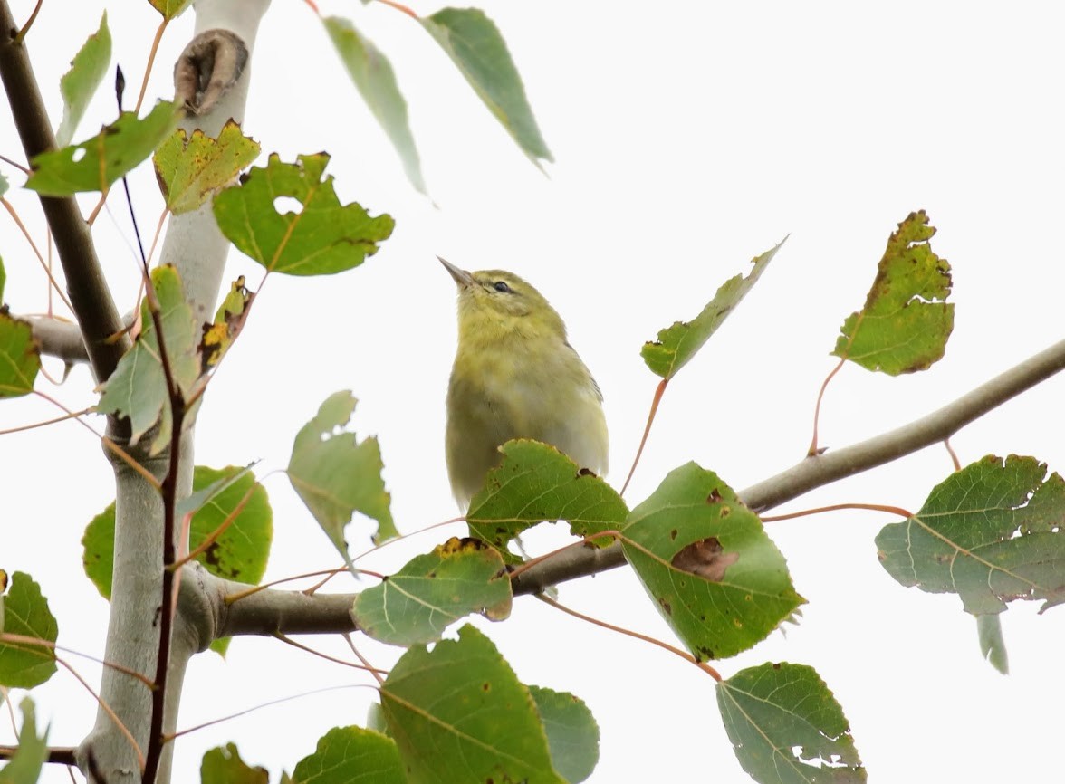 Tennessee Warbler - ML642089249