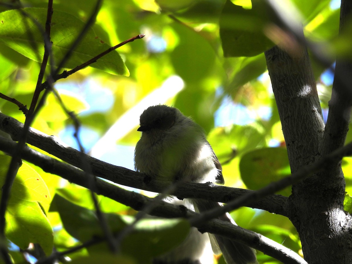 Bushtit - ML642089250