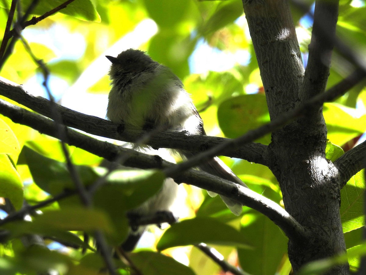 Bushtit - ML642089252