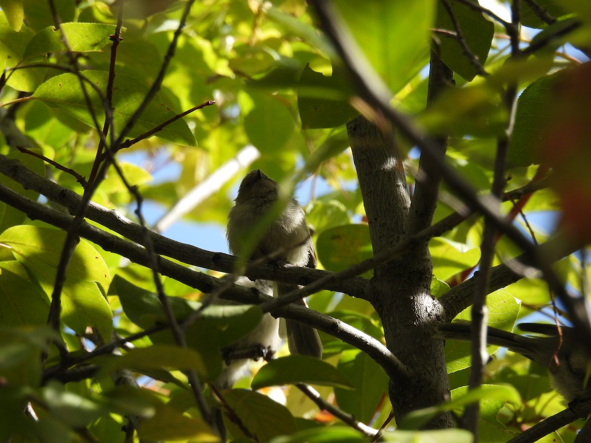 Bushtit - ML642089253