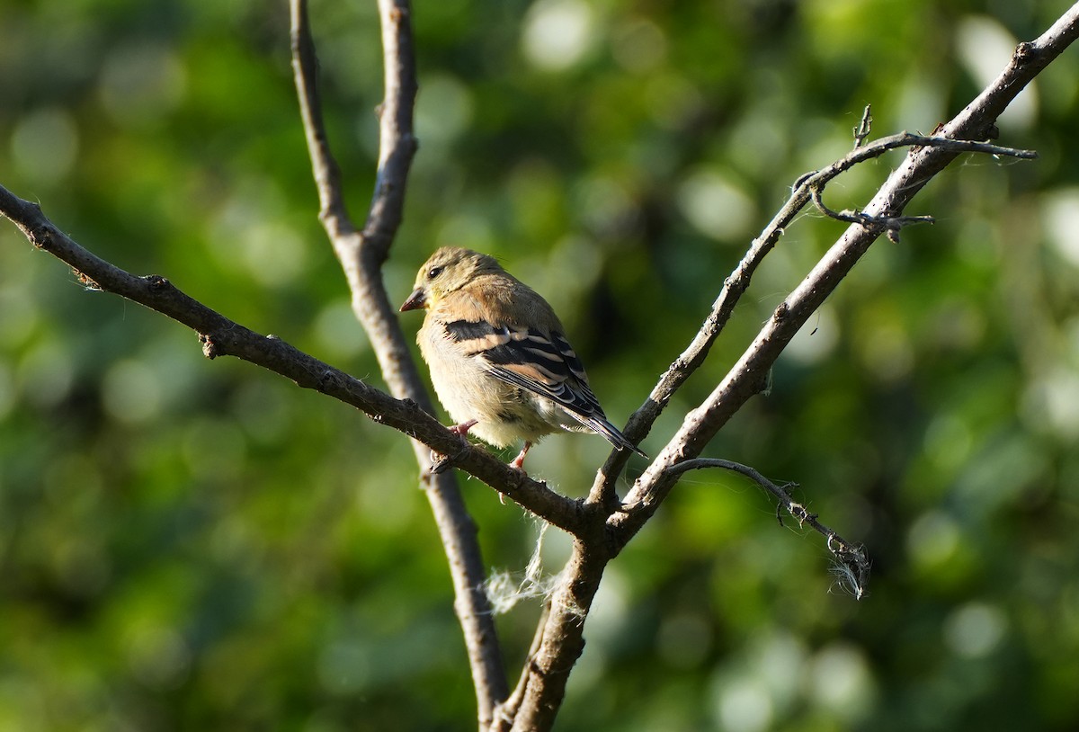 American Goldfinch - ML642089254