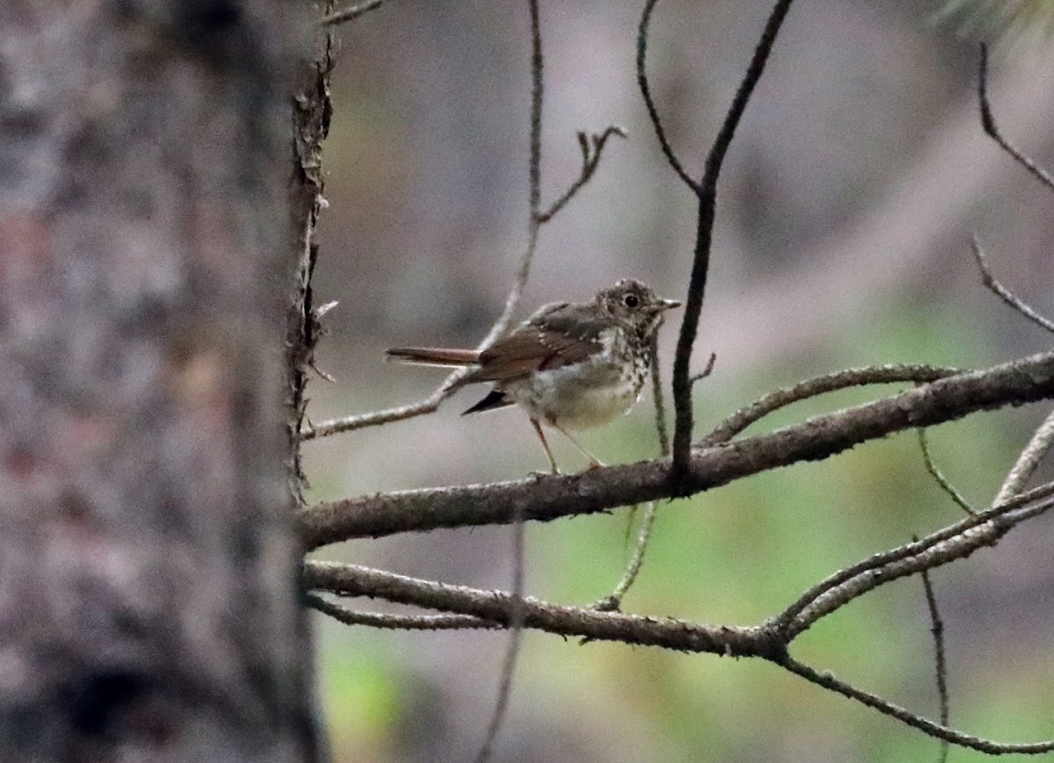 Hermit Thrush - ML642089257