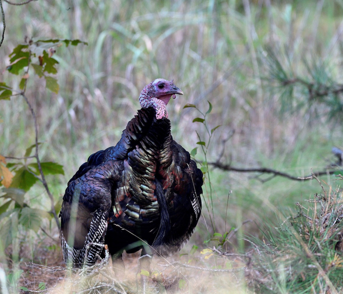 Guajolote Gallipavo - ML642089261