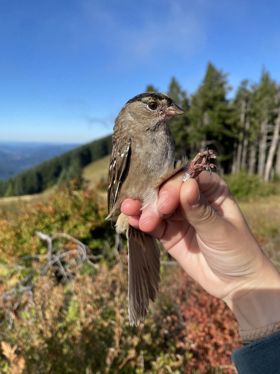 Golden-crowned Sparrow - ML642089263