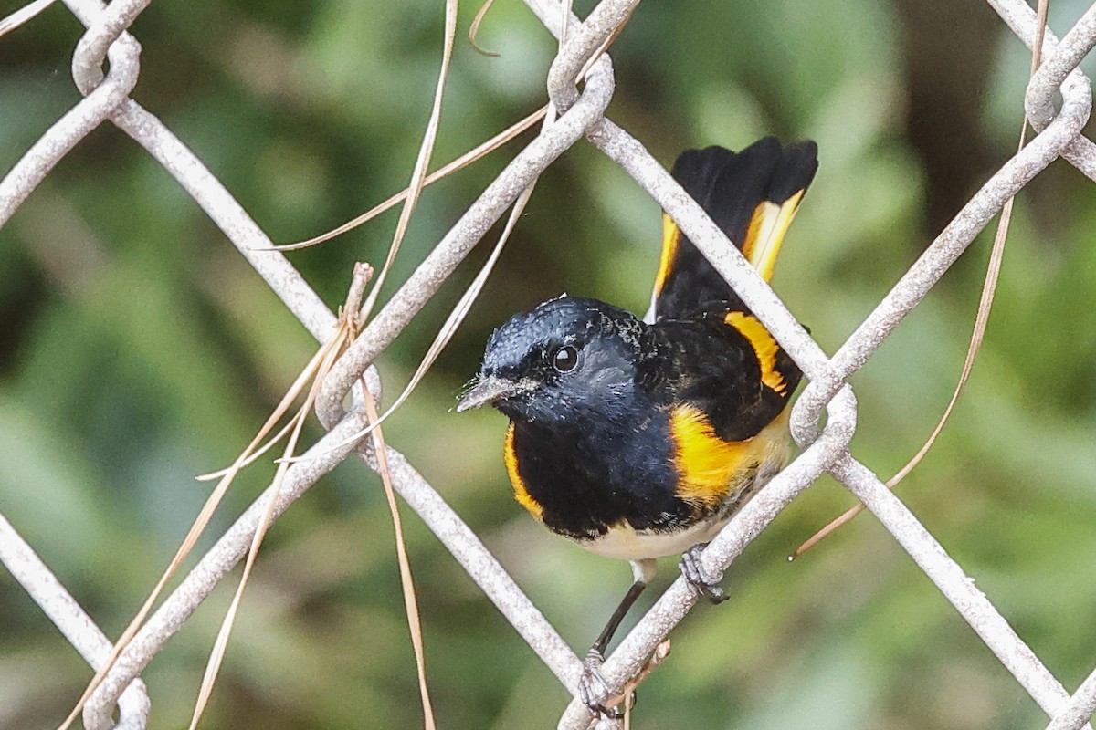 American Redstart - ML642089269