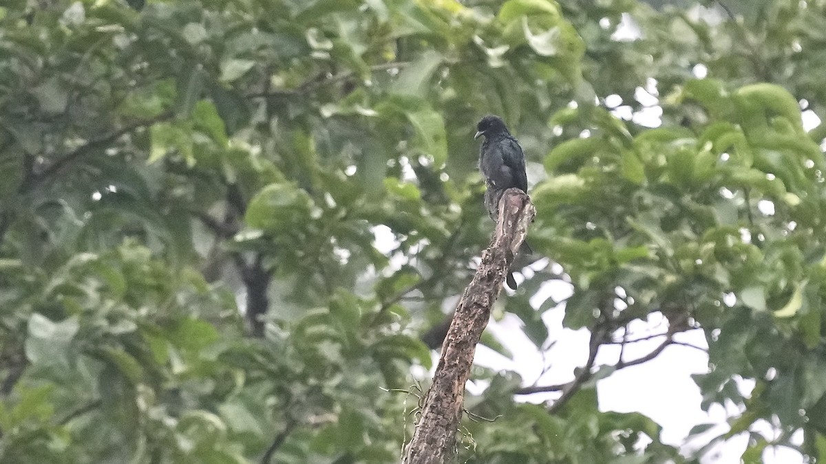 Greater Racket-tailed Drongo - ML642089274