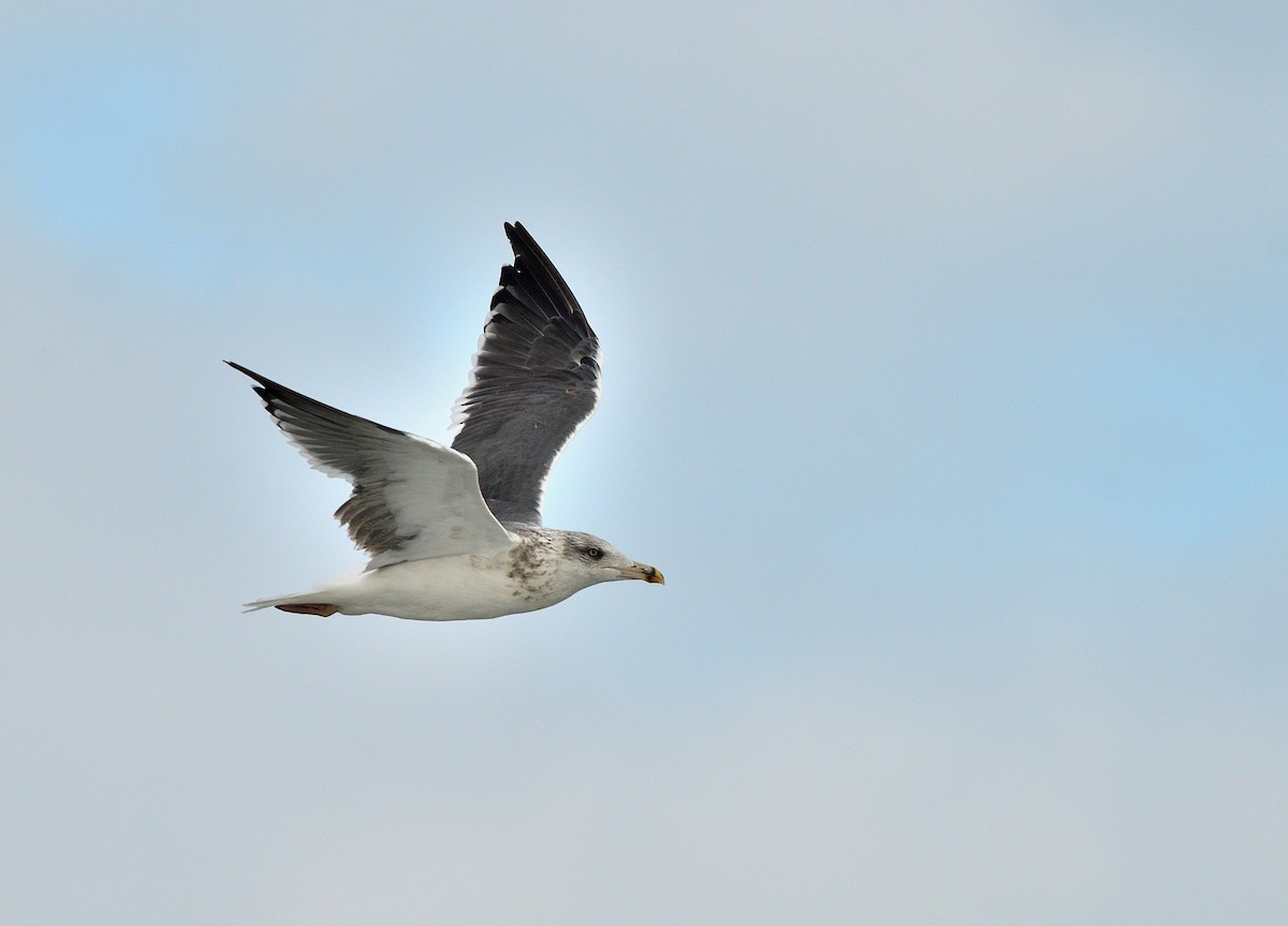 Ring-billed Gull - ML642089275