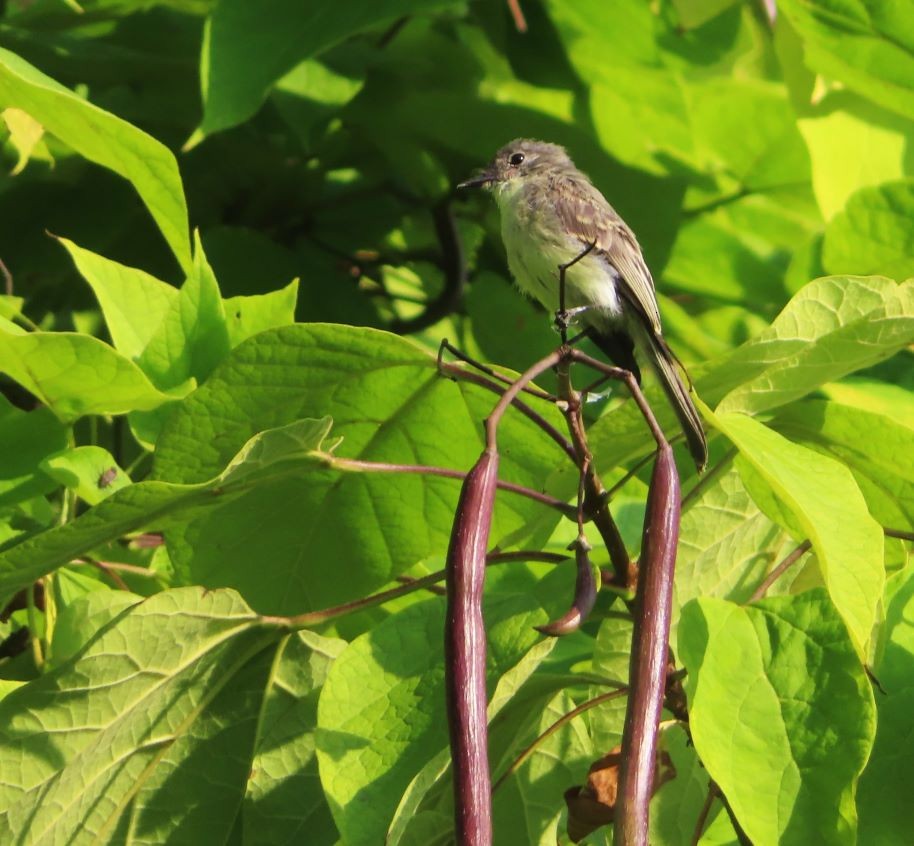 Eastern Phoebe - ML642089282