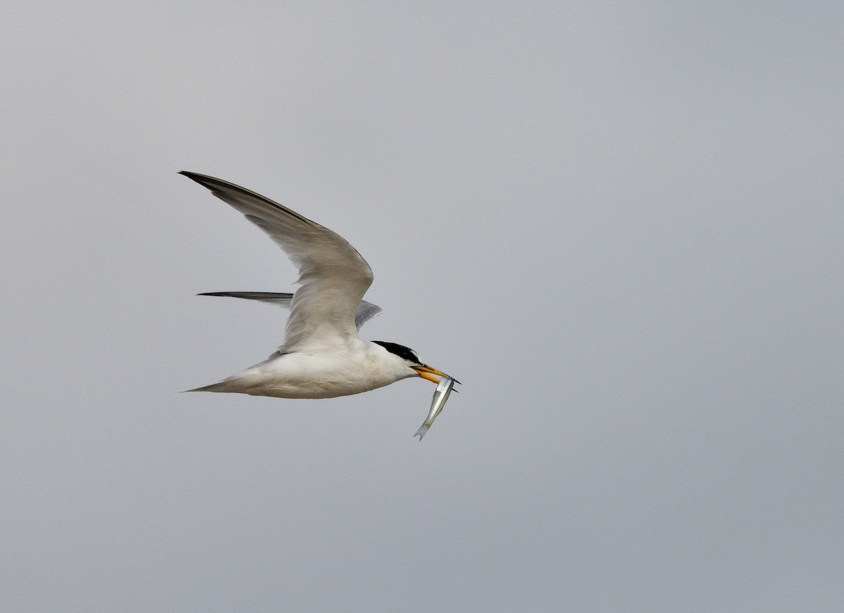 Least Tern - ML642089285