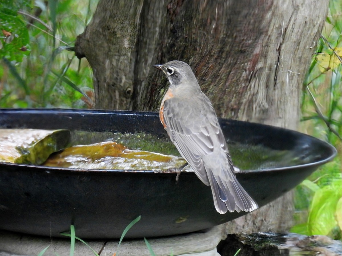 American Robin - ML642089287