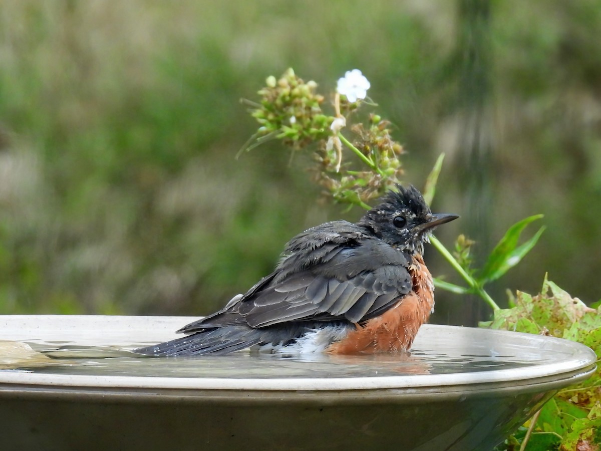 American Robin - ML642089288
