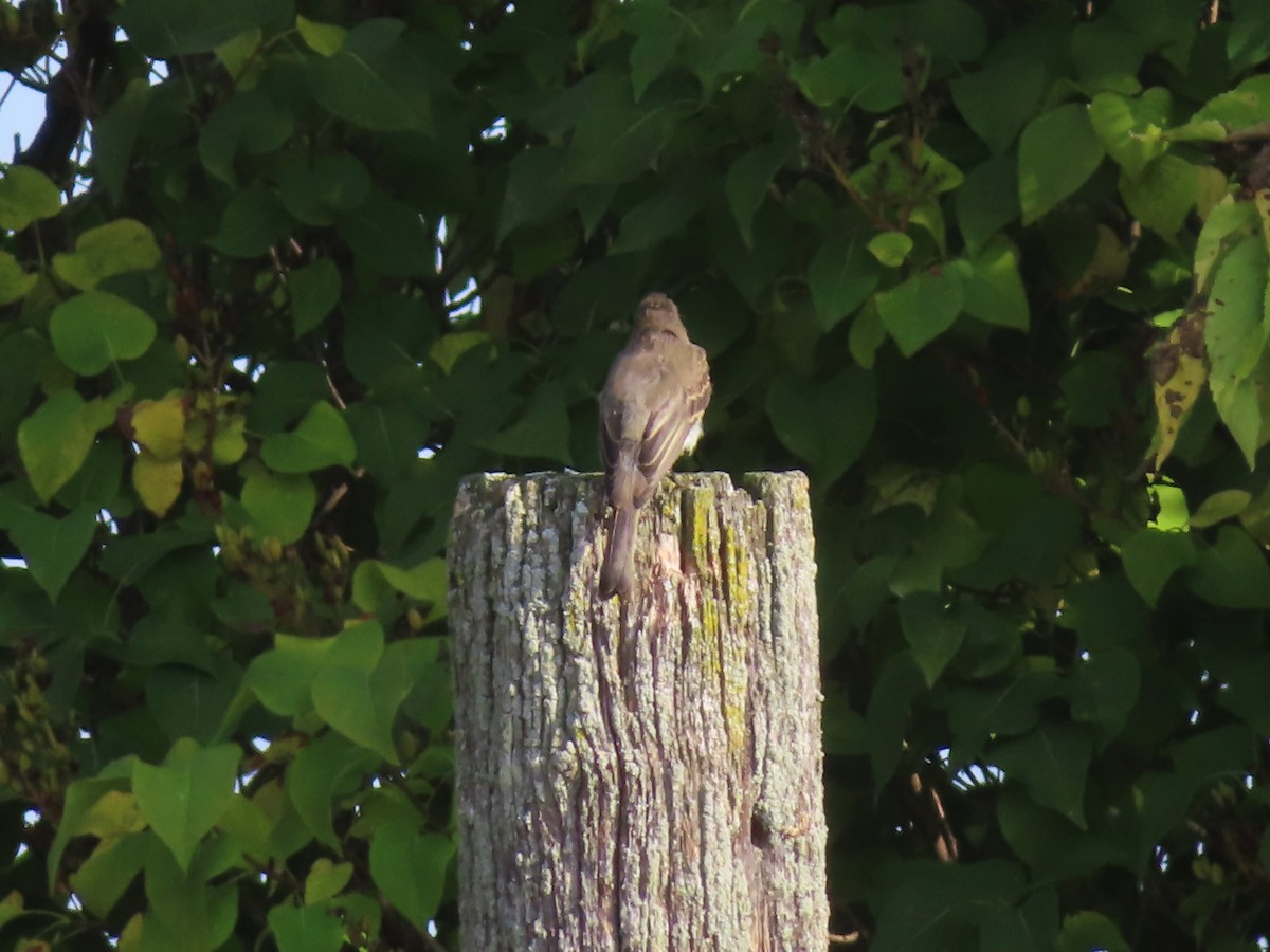 Eastern Phoebe - ML642089293