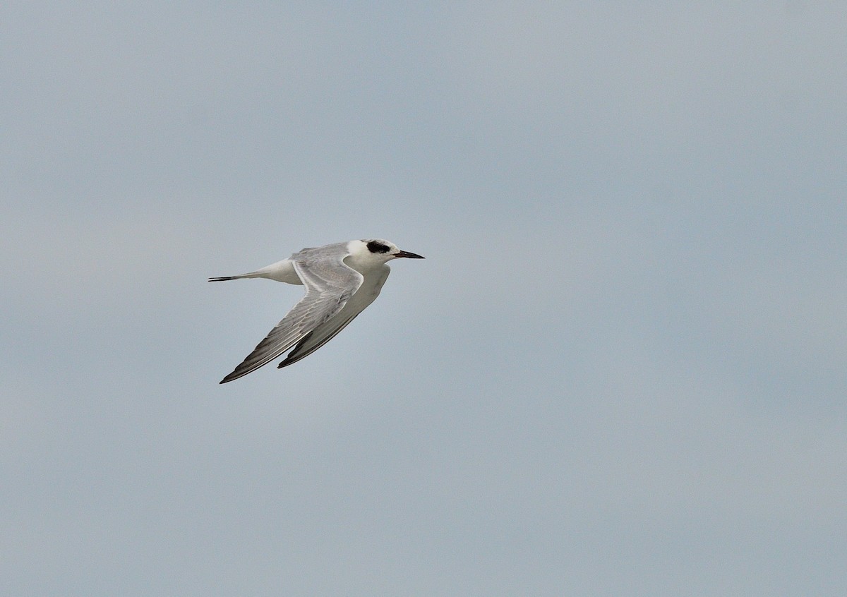 Forster's Tern - ML642089294