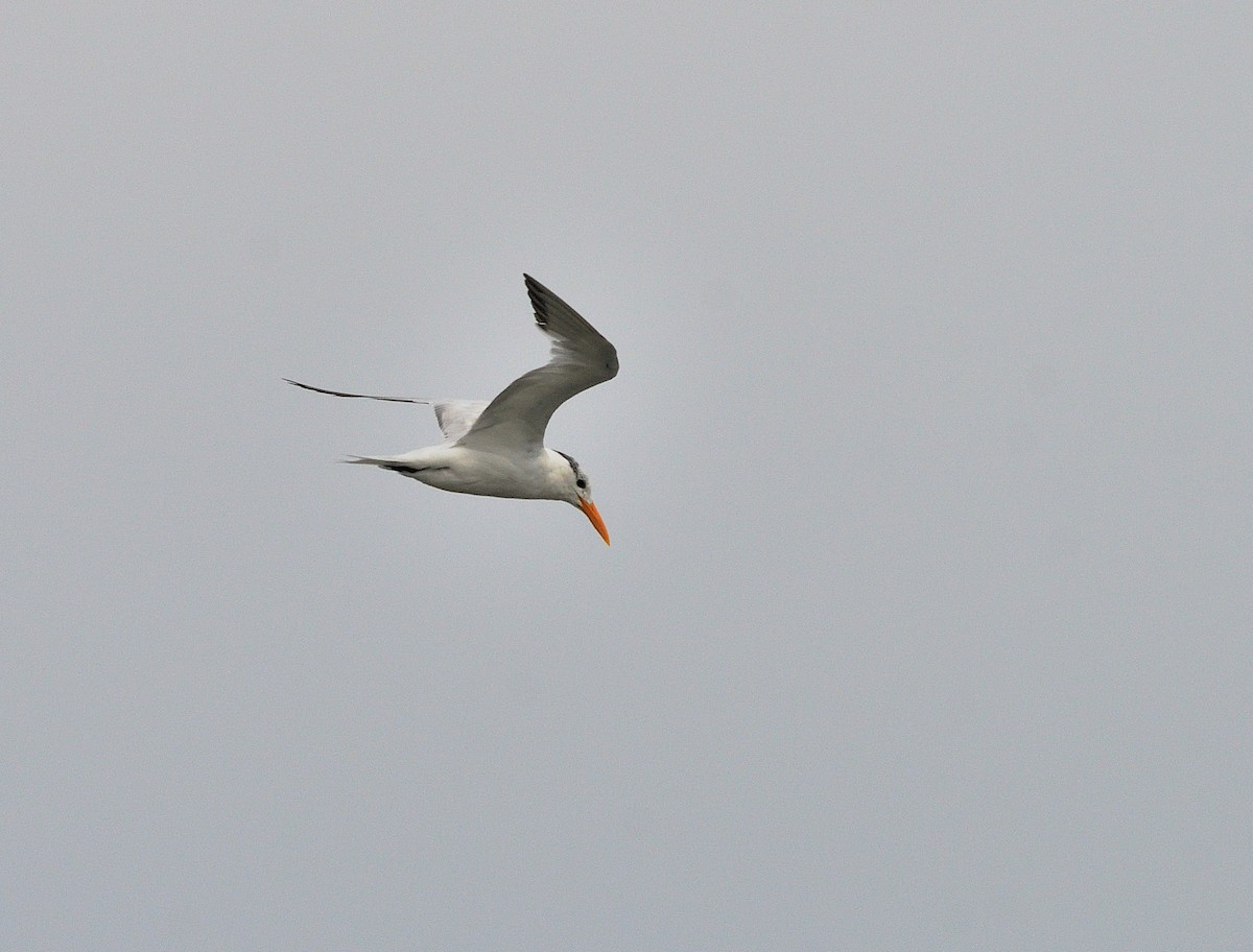 Royal Tern - ML642089300