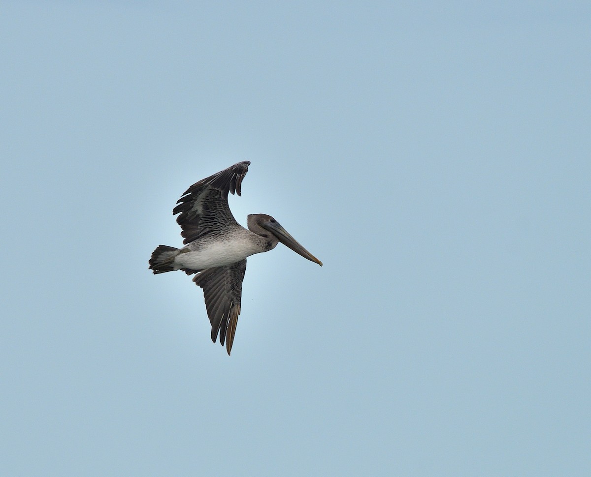 Brown Pelican - ML642089303