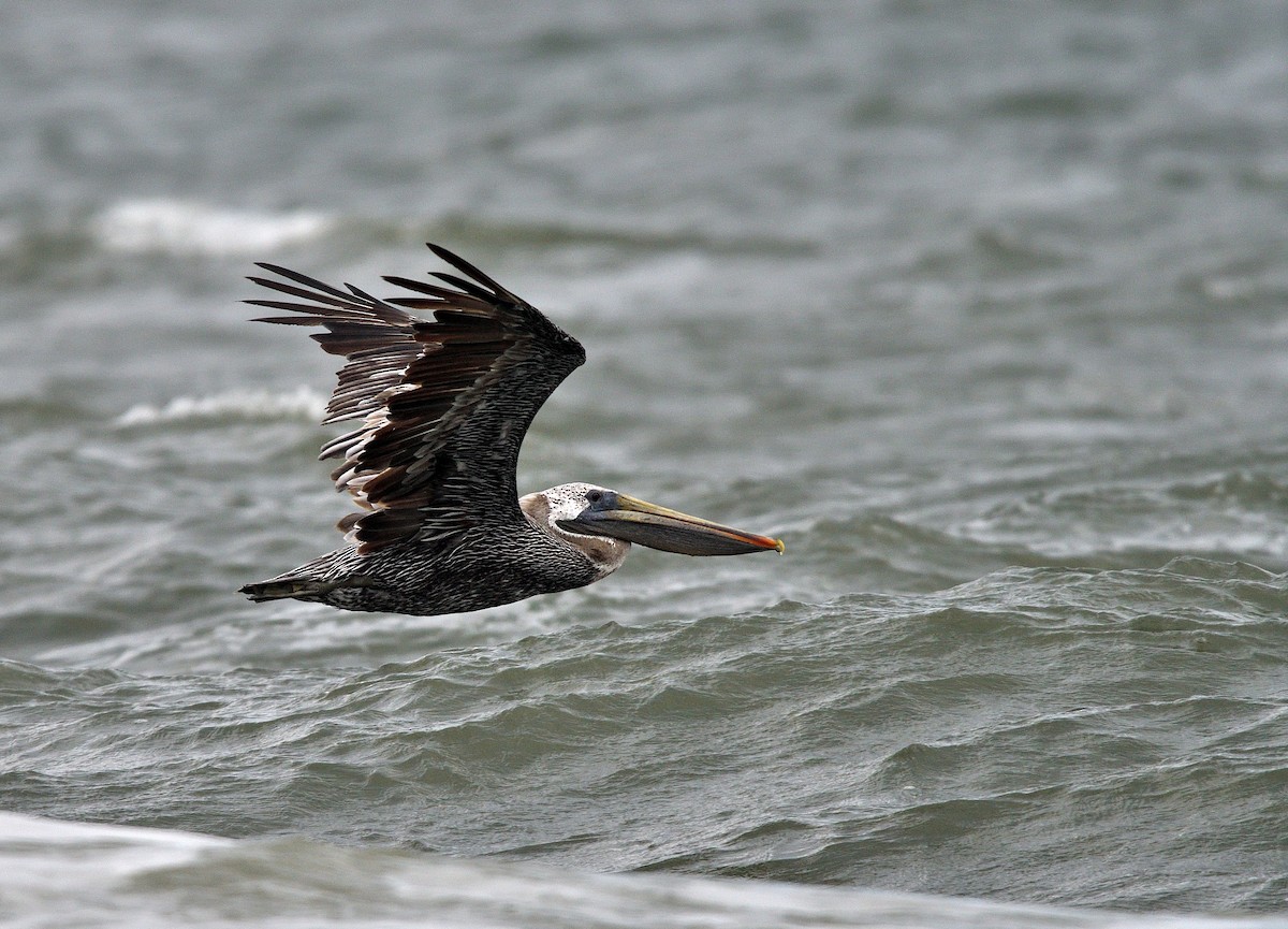 Brown Pelican - ML642089304