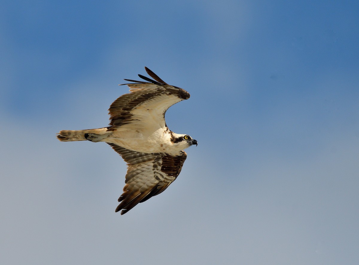 Osprey - ML642089307