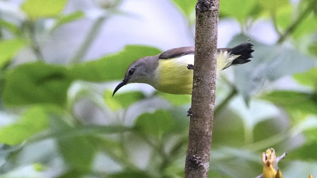 Purple-rumped Sunbird - ML642089318