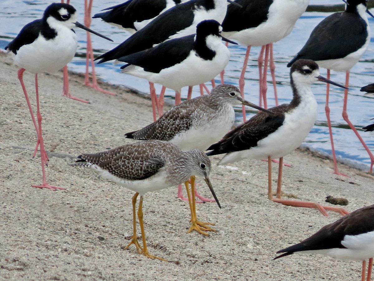 Greater Yellowlegs - ML642089320