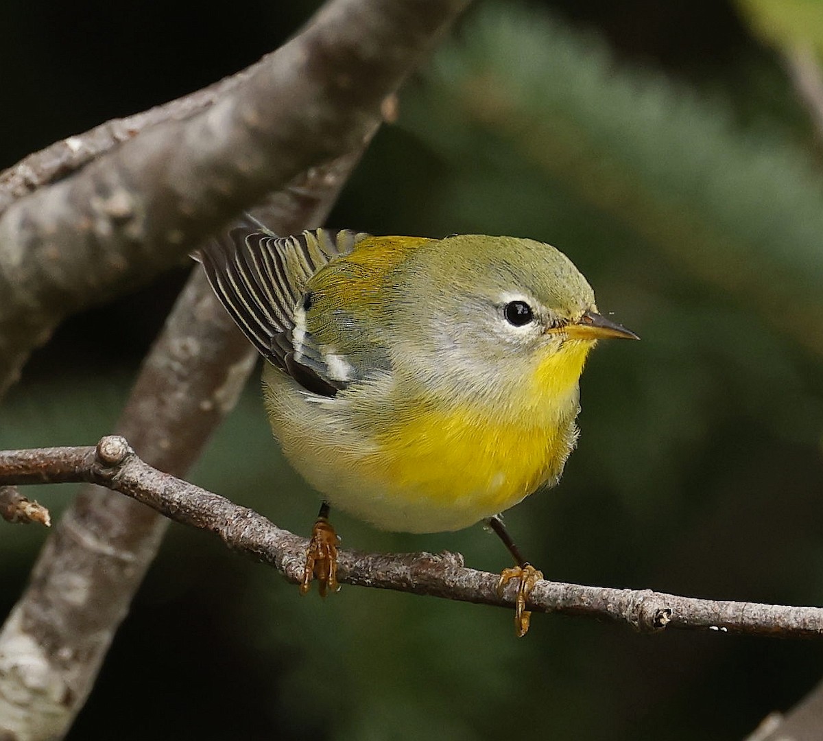 Northern Parula - ML642089327