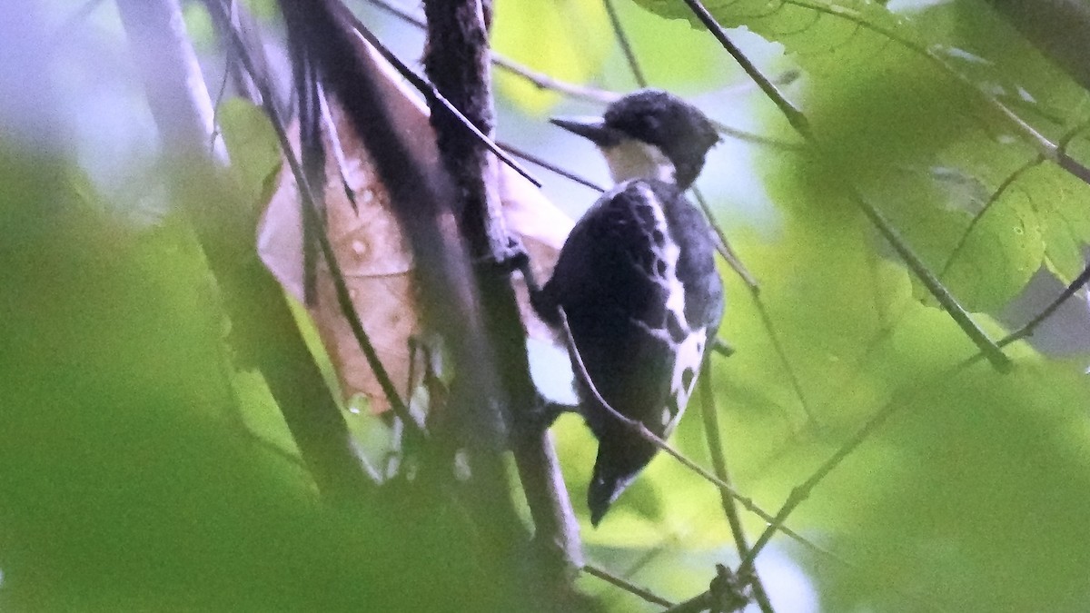 Heart-spotted Woodpecker - ML642089338